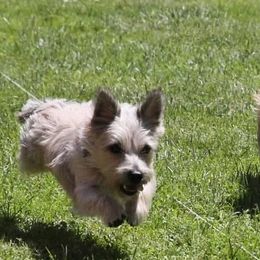Cairn Terriers from BRUNS CAIRNS