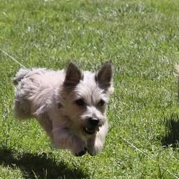 Cairn Terriers from BRUNS CAIRNS