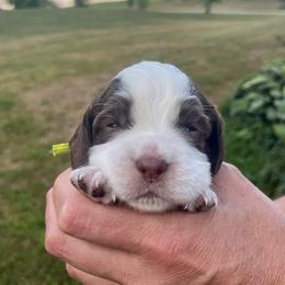 Chartreuse(neon) collar - White and liver male English Springer Spaniel puppy in Sterling, Michigan from Springerdoodles In MI