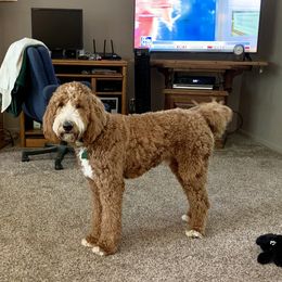 Quinn - Goldendoodle