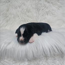 Pekoe - Black tri-color female Australian Shepherd puppy in California from Skiba Aussies