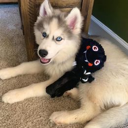 Siberian Husky Puppies from Davis Family Siberian Huskies