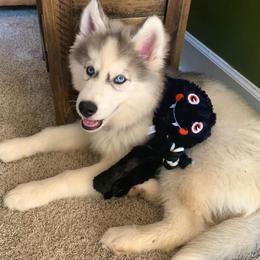 Siberian Husky Puppies from Davis Family Siberian Huskies