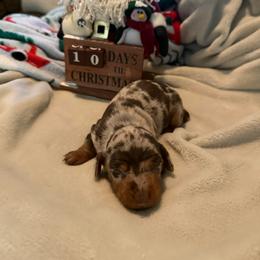 Hazelnut - Dapple female Dachshund puppy in Corona, California from Over The Moon Dachshunds