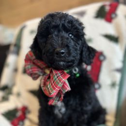 Pink collar female - Black female Goldendoodle puppy in Christiana, Tennessee from Rechlicz Family Doodles