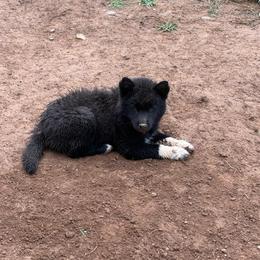 Girl 1 - Black female Siberian Husky puppy in Jonesborough, Tennessee from Dry Creek Siberians