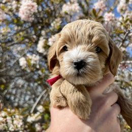 Girl 1 - Cream Goldendoodle puppy in Draper, Utah from CNC's Darling Doodles