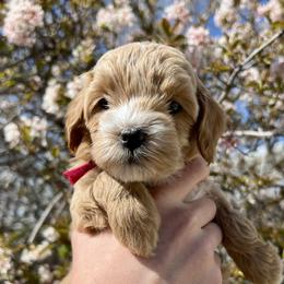 Girl 1 - Cream Goldendoodle puppy in Draper, Utah from CNC's Darling Doodles