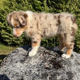 Noir - Red merle female Miniature American Shepherd puppy in Spanaway, Washington from Meadow Run Mini American Shepherds