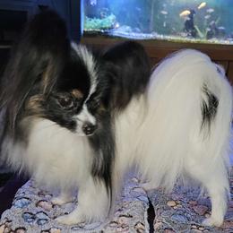 Puda Bear - Papillon