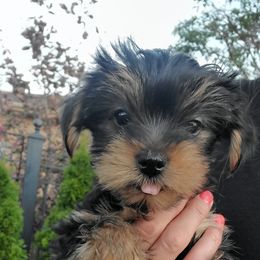 Yorkshire Terrier Puppies from Yorkie Puppies Redwood Ranch Chicago