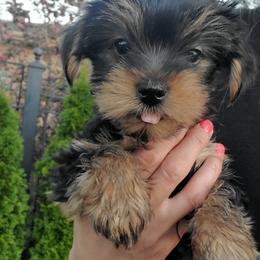 Yorkshire Terrier Puppies from Yorkie Puppies Redwood Ranch Chicago