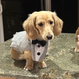 Keoni - Dachshund
