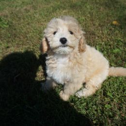 Peaches - Companion Cross puppy from Panther Creek Road