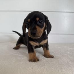 Maverick - Black and tan male Dachshund puppy in Callahan, Florida from Little Foot Kennels