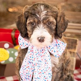 Bernedoodle Puppies from Peyton Doodles