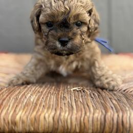 Humpfrey- blue - Brown male Shihpoo puppy in Gay, Georgia from That’s My Puppy