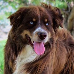 Gus - Australian Shepherd