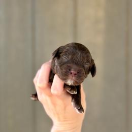 Butch - Chocolate male Cavapoo puppy in Nashville, Arkansas from Rocky Road Puppies