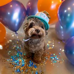 Russian Tsvetnaya Bolonka Puppies from Bolonka Treasures