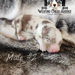 Boy 2 - Red merle male Australian Shepherd puppy in Harpers Ferry, Iowa from Wexford Creek Aussies, LLC