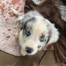 Wayne - Blue merle male Border Collie puppy in Cleveland, North Carolina from Morning Glory Farm-border collies/Beyond Brilliant Dog Co.