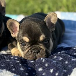 French Bulldog Puppies from Cassie’s Frenchie Palace