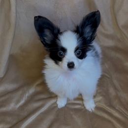 William - White and black male Papillon puppy in Howe, Oklahoma from Southern Sweet Papillons