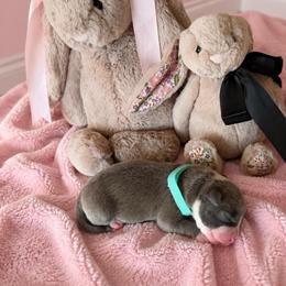 Teal Girl - Blue female American Pit Bull Terrier puppy in Tenino, Washington from West Winds American Pit Bull Terriers