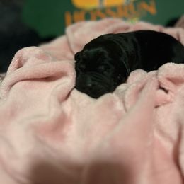 Boy 2 - Labrador Retriever puppy from Hossrun Labradors