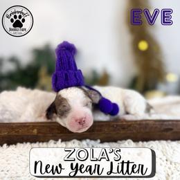 Eve - Merle female Goldendoodle puppy in Anderson, South Carolina from Brinkerhoff Doodle Farm