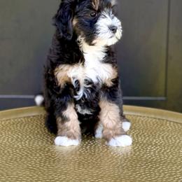 Girl 2 - Tri-color female Bernedoodle puppy in Salt Lake County, Utah from Coco Avenue Pups