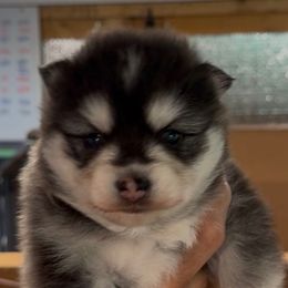 Pumpkin - Gray and white female Pomsky puppy in Spring Hill, Florida from PDQ Pomskies