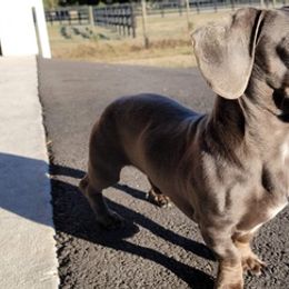 Dachshunds from Franklin's Farmhounds