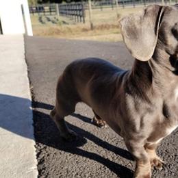 Dachshunds from Franklin's Farmhounds