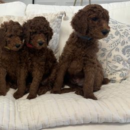 Poodle Puppies from Orange Grounds Poodles
