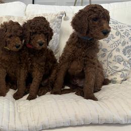 Poodle Puppies from Orange Grounds Poodles