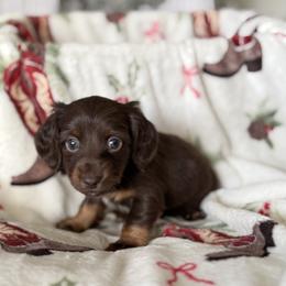 Dachshund Puppies from Doodle Bugs Doxies