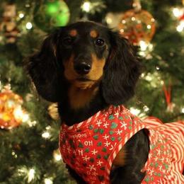 Dachshunds from Proud Lake Dachshunds