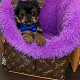 Tiny - Black and tan male Yorkshire Terrier puppy in Blanchard, Oklahoma from Southern Belle Yorkie
