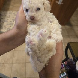 Pearl (toy sized) - White Maltipoo puppy in Sahuarita, Arizona from Cowgirl's Legacy