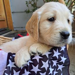 Baby Girl - Light golden female Golden Retriever puppy in Loomis, California from Davids Golden Retrievers