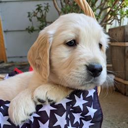 Baby Girl - Light golden female Golden Retriever puppy in Loomis, California from Davids Golden Retrievers