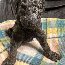 Gray - Goldendoodle puppy from Mount Doodles