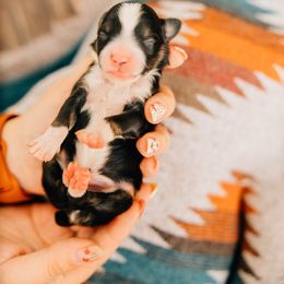 Cash - Black tri male Miniature Australian Shepherd puppy in Enoch, Utah from Twisted H Aussies