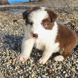 Wild Flower - White and red female Border Collie puppy in Cedar Springs, Michigan from Lyncroft Border Collies