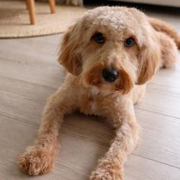 Honey - Goldendoodle