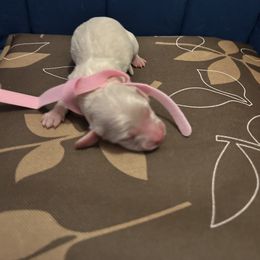 Girl 2 - Dachshund puppy from Bianka's Dackels