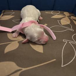 Girl 2 - Dachshund puppy from Bianka's Dackels