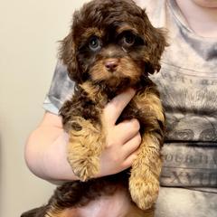 Gretel - Brown female Cavapoo puppy in Huntington, West Virginia from McCloud’s Poodles & Doodles